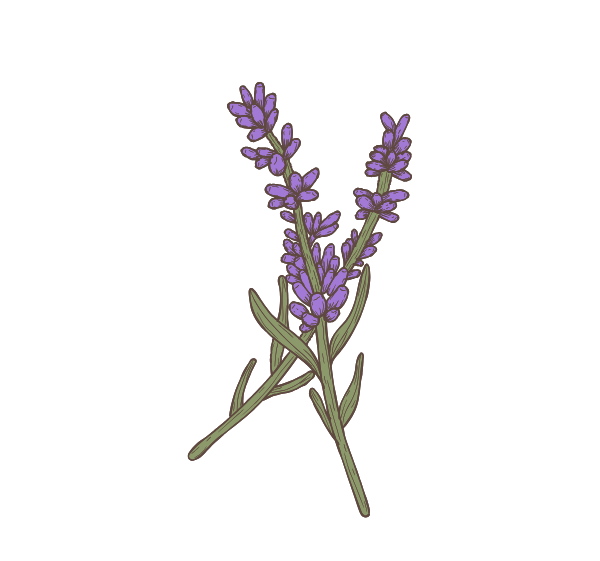 Lavanda - Mini Sticker - 1.5"